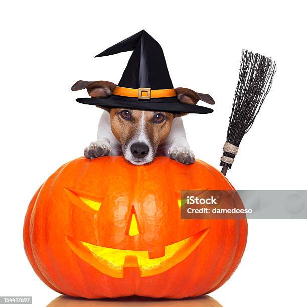 Halloween Dynia Czarownica Pies - zdjęcia stockowe i więcej obrazów Halloween - Halloween, Pies, Biały