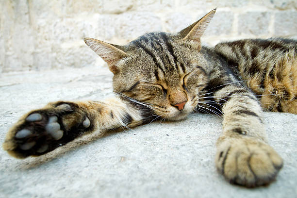 istock Grey cat sleeping in the street 154417936