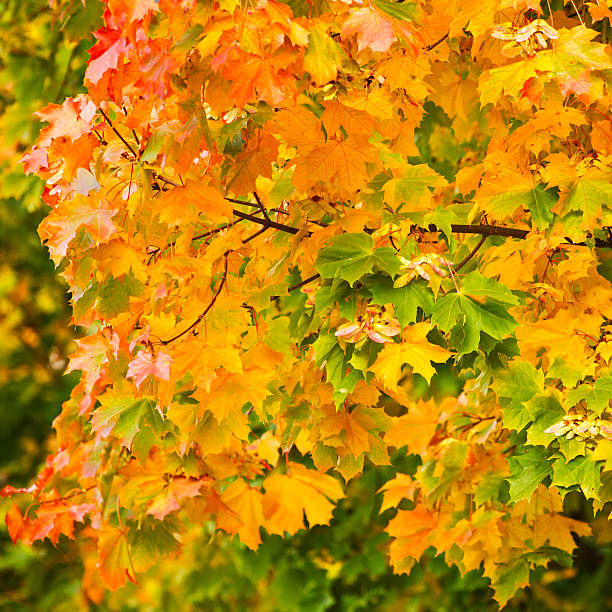 istock Yellow autumnal maple leaves background 154417996
