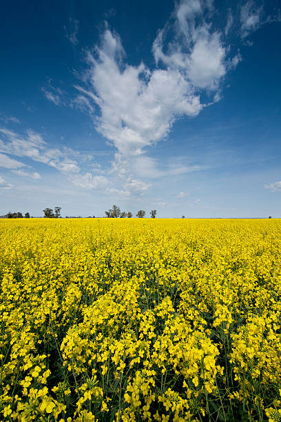 Cannola Field stock photo