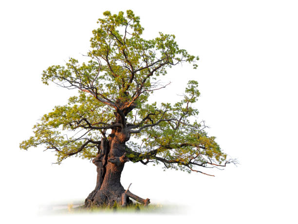 Old Oak Tree stock photo