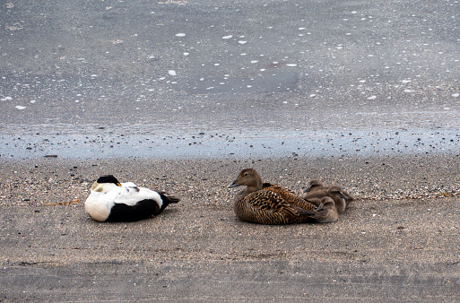Eider ducks, male, female and ducklings resting on a beach close to the water's edge. Near Reykjavik, Iceland.