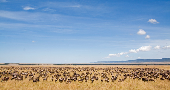 Group of wildebeest clustered on the embankment of the Mara River during the northern part of the annual Great Migration of the Serengeti - the world's largest terrestrial migration involving as many as 2.5 million animals. \n Safari vehicles aligned to view the spectacle of a river crossing with cameras poised to capture the moment.  Photo was taken on August 31, 2022 from the southern bank of the Mara River in northern Serengeti near Kogatende, Tanzania.