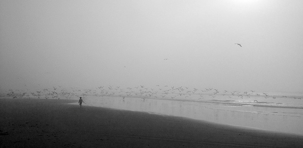 Little girl runs into a flock of seagulls on the beach. Shot with mobile device.