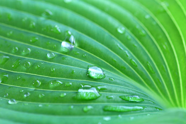 Water drops of Hosta leaf stock photo