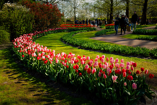 Amsterdam, Holland - April 15, 2023: Keukenhof Tulip Gardens packed with tourists during Easter holiday time, it's the best time of the year to visit world famous and largest tulip gardens near Amsterdam, Netherlands. colorful tulip bloom season.