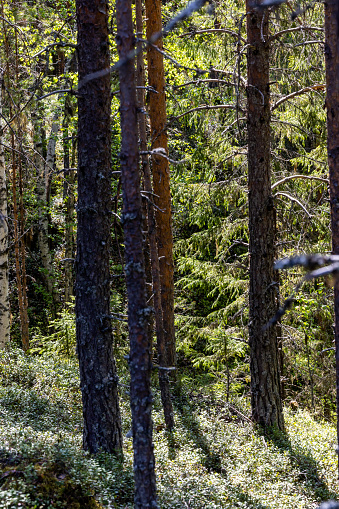 Sorsele, Sweden A pine forest in the sunshine with undergrowth.