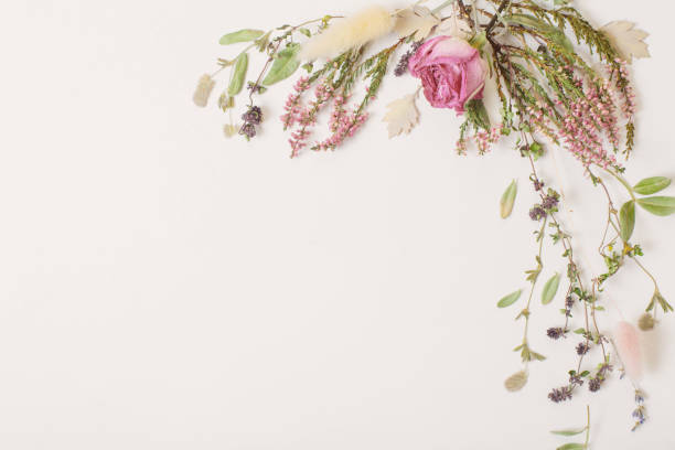 istock dried flowers on white background 1544253022