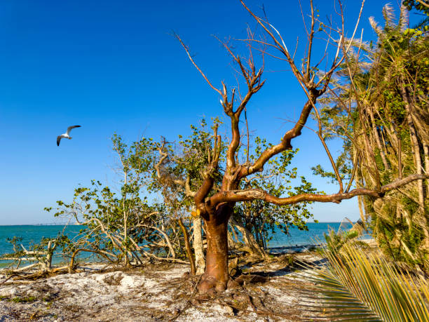 Seaside landscape after storm in Fort Myers, Florida