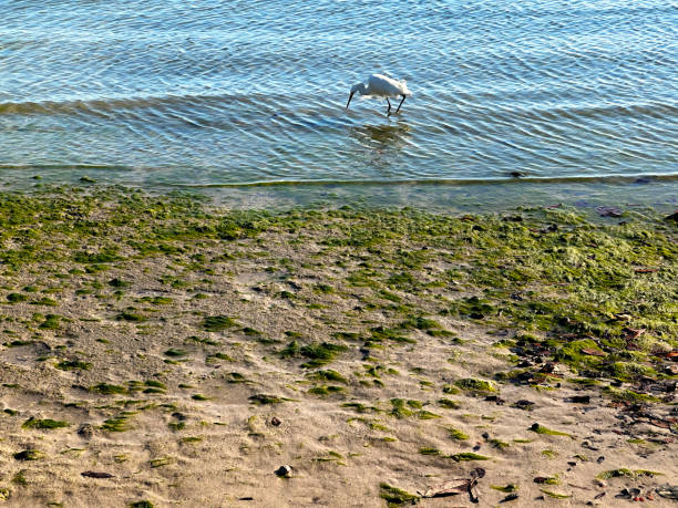 Tropical bird white heron in water hunting in Sarasota, Florida