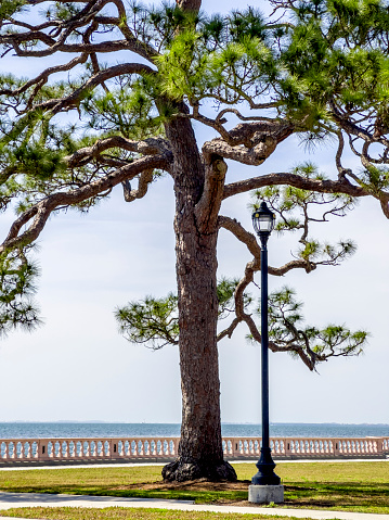 Single evergreen tree at seaside public park in Sarasota, Florida