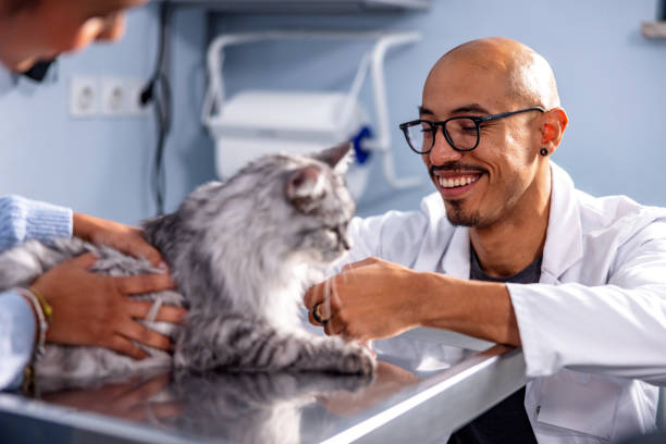 istock Hispanic Veterinarian Examining A Cat On The Table 1544265081