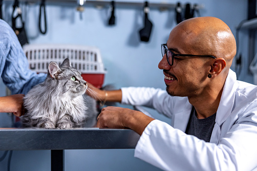 Hispanic veterinarian is examining the cat during an appointment in a veterinary clinic. Female Latin owner holding a cat gently on the exam table and calms her kitten.
