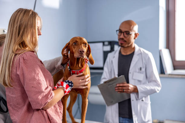 istock Latin Veterinarian Examining A VIzsla Dog 1544265102