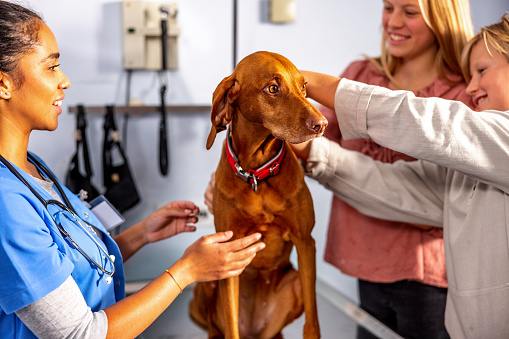 Young adult female veterinarian specialist talking to the owners before a physical exam. The owners are calming the Vizsla dog on the exam table.