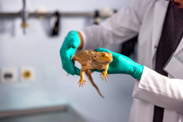 istock Vetenerian Holding A Bearded Dragon 1544265631