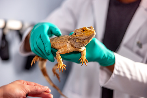 Hispanic veterinarian holding a bearded dragon from the head to the tale on the exam table.