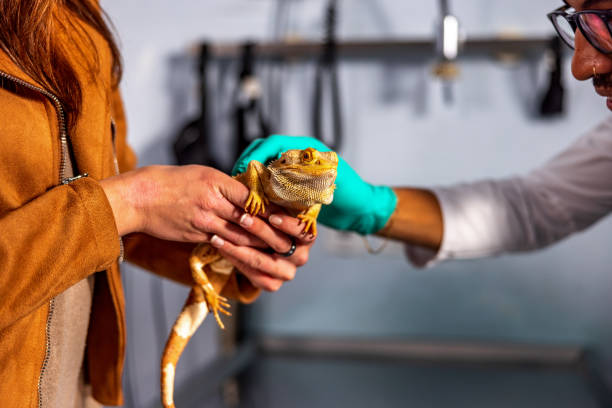 istock Hispanic Veterinarian Petting A Bearded Dragon 1544265635