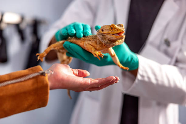 istock Bearded Dragon In Veterinarian Hands 1544265850