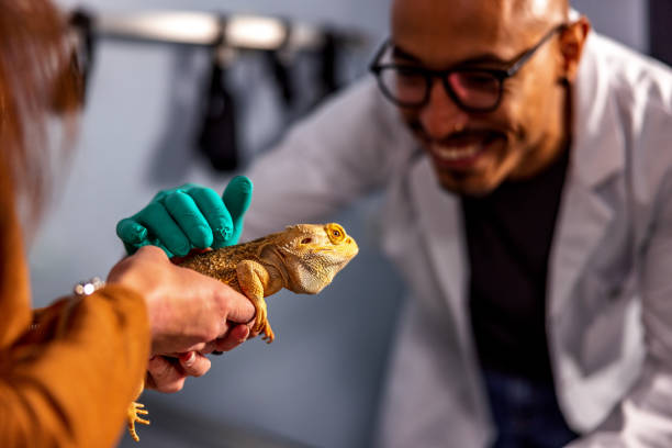 istock Hispanic Veterinarian Examining A Bearded Dragon 1544266135
