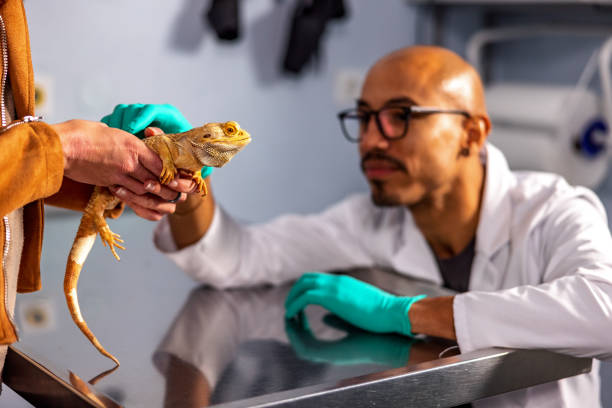 istock Hispanic Veterinarian Examining A Bearded Dragon 1544266145