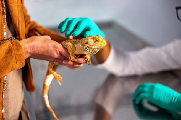 istock Hispanic Veterinarian Examining A Bearded Dragon 1544266148