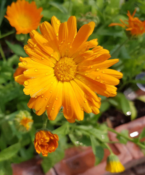 Exuisite African Daisies Close-Up