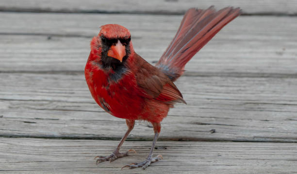 istock A molting Northern Cardinal on the deck 1544291571
