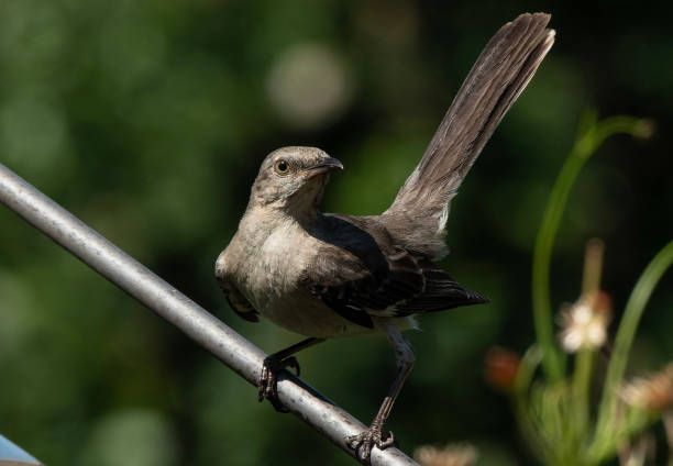 istock Northern mockingbird poses on a high perch 1544291575