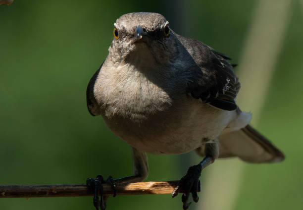 istock A Northern Mockingbird at a peanut butter bird feeder 1544291576