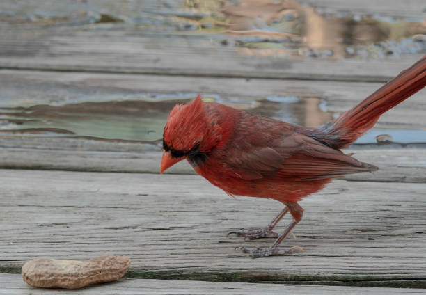 istock A molting Northern Cardinal on the deck 1544297667