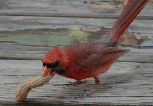 istock A molting Northern Cardinal on the deck 1544297674
