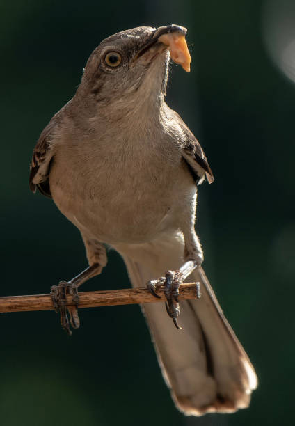 istock A Northern Mockingbird at a peanut butter bird feeder 1544297681