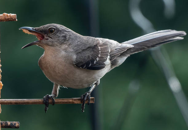 istock A Northern Mockingbird at a peanut butter bird feeder 1544297683