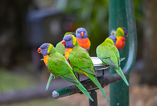 Currumbin Wildlife Sanctuary is a heritage-listed zoological garden in Queensland, Australia.