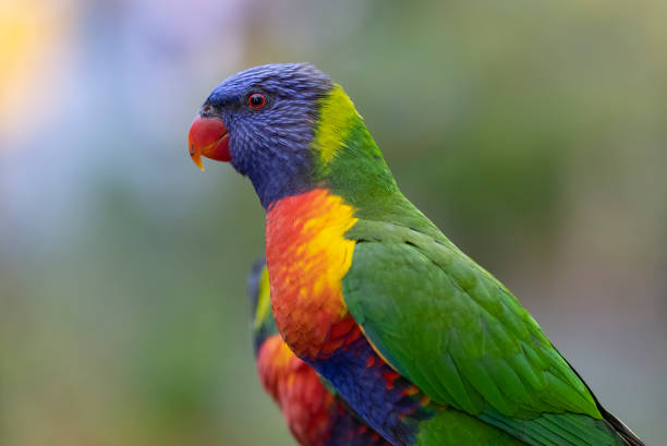 istock Australian Rainbow Lorikeets in native natural habitat 1544348432