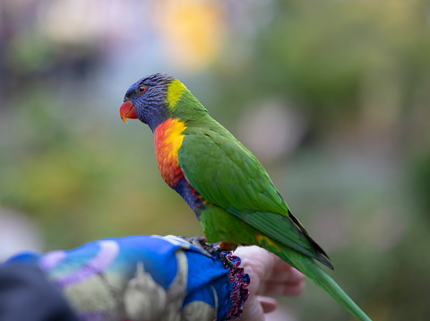 Currumbin Wildlife Sanctuary is a heritage-listed zoological garden in Queensland, Australia.