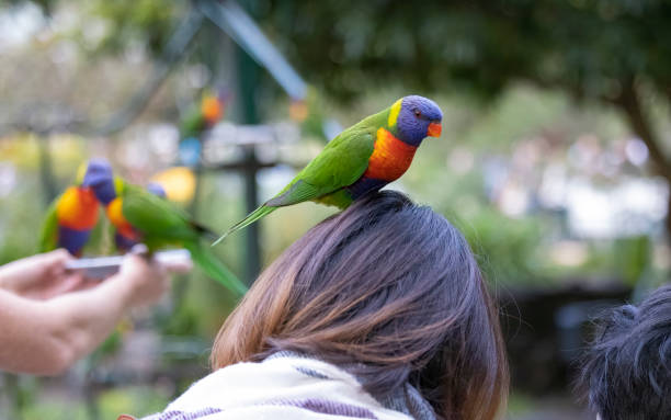 istock Australian Rainbow Lorikeets in native natural habitat 1544359791