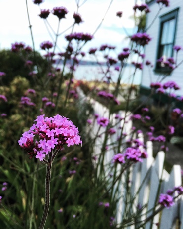 A foreground focus on a natural purple flower growing outside of a white picket fence with an empty white beach cottage overlooking the Puget Sound.