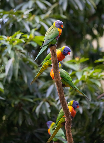 The rainbow lorikeet is a species of parrot found in Australia. It is common along the eastern seaboard, from northern Queensland to South Australia. Its habitat is rainforest, coastal bush and woodland areas.