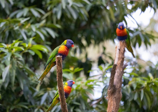 istock Australian Rainbow Lorikeets in native natural habitat 1544364454