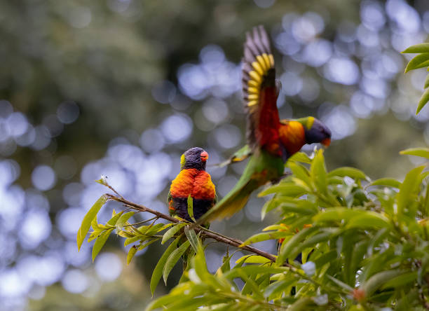 istock Australian Rainbow Lorikeets in native natural habitat 1544365353