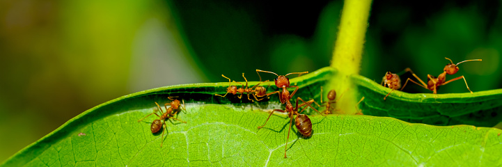 Red ants made their nest with green leaf in panoramic view use for animal and wildlife background