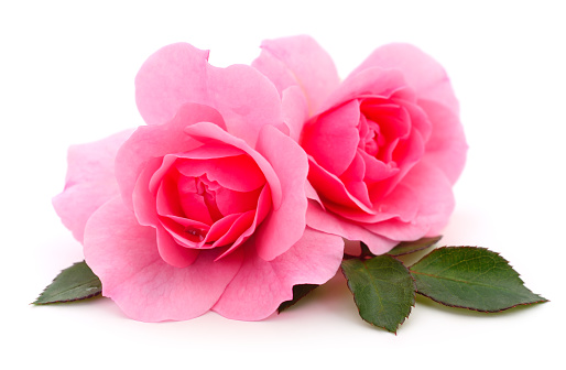 Two beautiful pink roses on a white background.