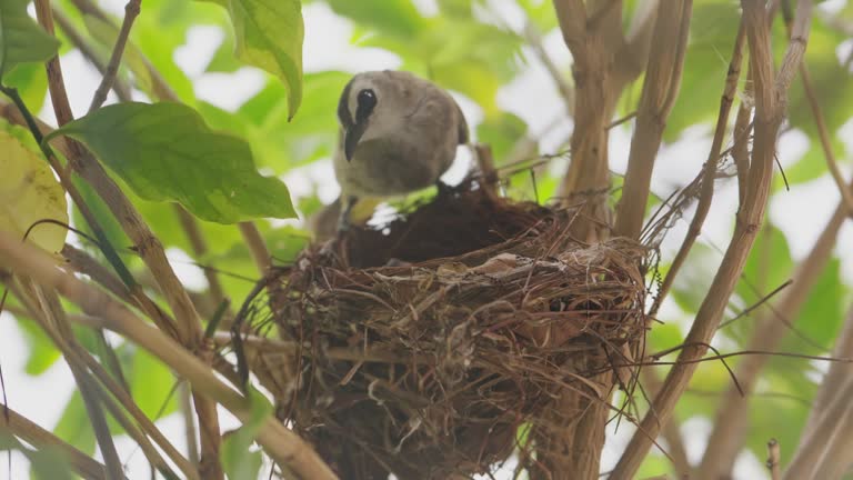 Baby birds in the nest. Newborn bird hungry and waiting for feeding food.