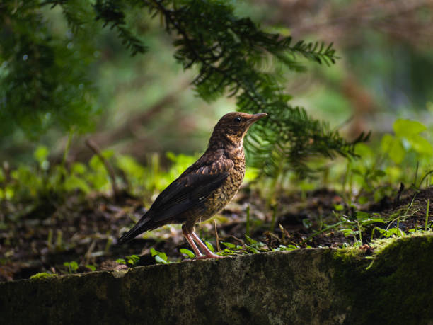 istock a small bird of brown color thrush, in the forest 1544457086