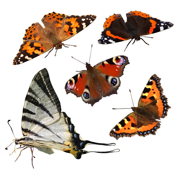 European Butterflies This isolated and detailed collection of beautiful european butterflies photographed 2010-2012 contains Painted Lady, Eastern Tiger Swallowtail, Small tortoiseshell, red admiral and Peacock butterflies. Enjoy! peacock butterfly stock pictures, royalty-free photos & images