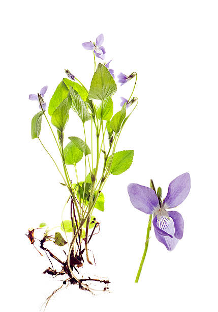 istock Purple mirabilis L 154446348