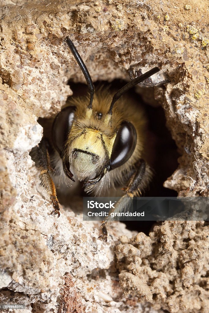 Hairy-Footed Kwiat Bee - Zbiór zdjęć royalty-free (Pszczoła)