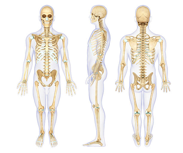 Anatomy illustration of a human skeleton stock photo